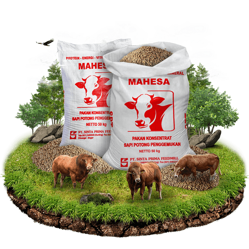 ads-mahesa-pakan-sapi-potong-1