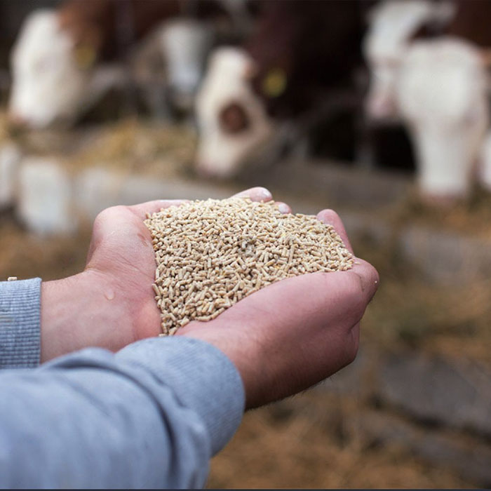 dari-pakan-untuk-pangan-img