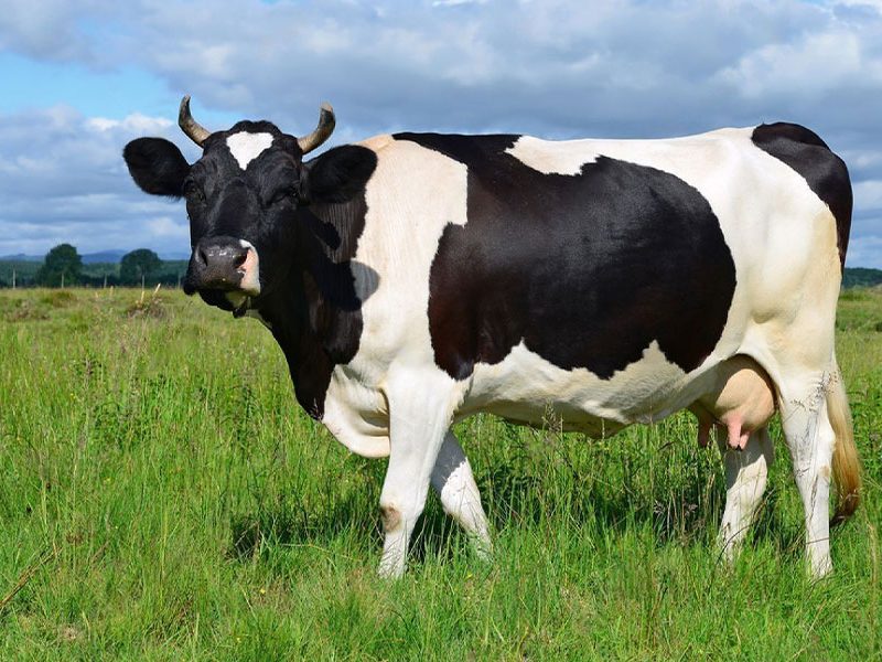 sapi-friesian-holstein