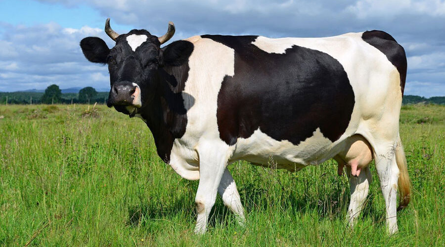 sapi-friesian-holstein