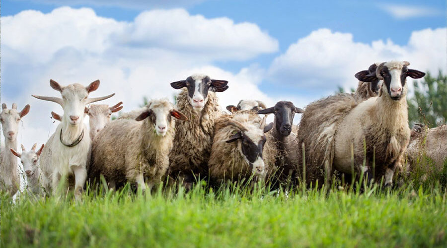 mahesa-untuk-domba-dan-kambing